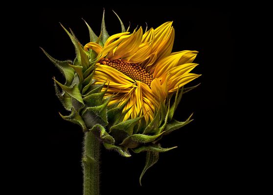 2. Platz Monatswettbewerb " Sonnenblumen " - ( Stacking Bild )                                  