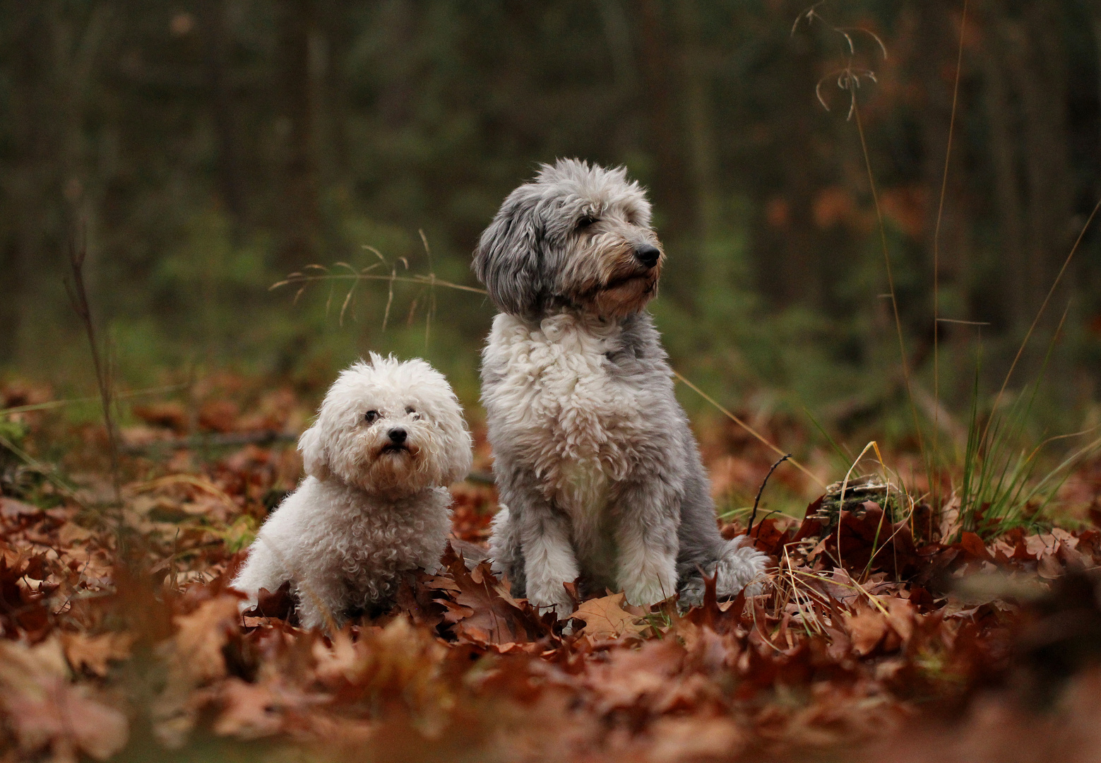 2 Plüschis im Wald