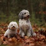 2 Plüschis im Wald