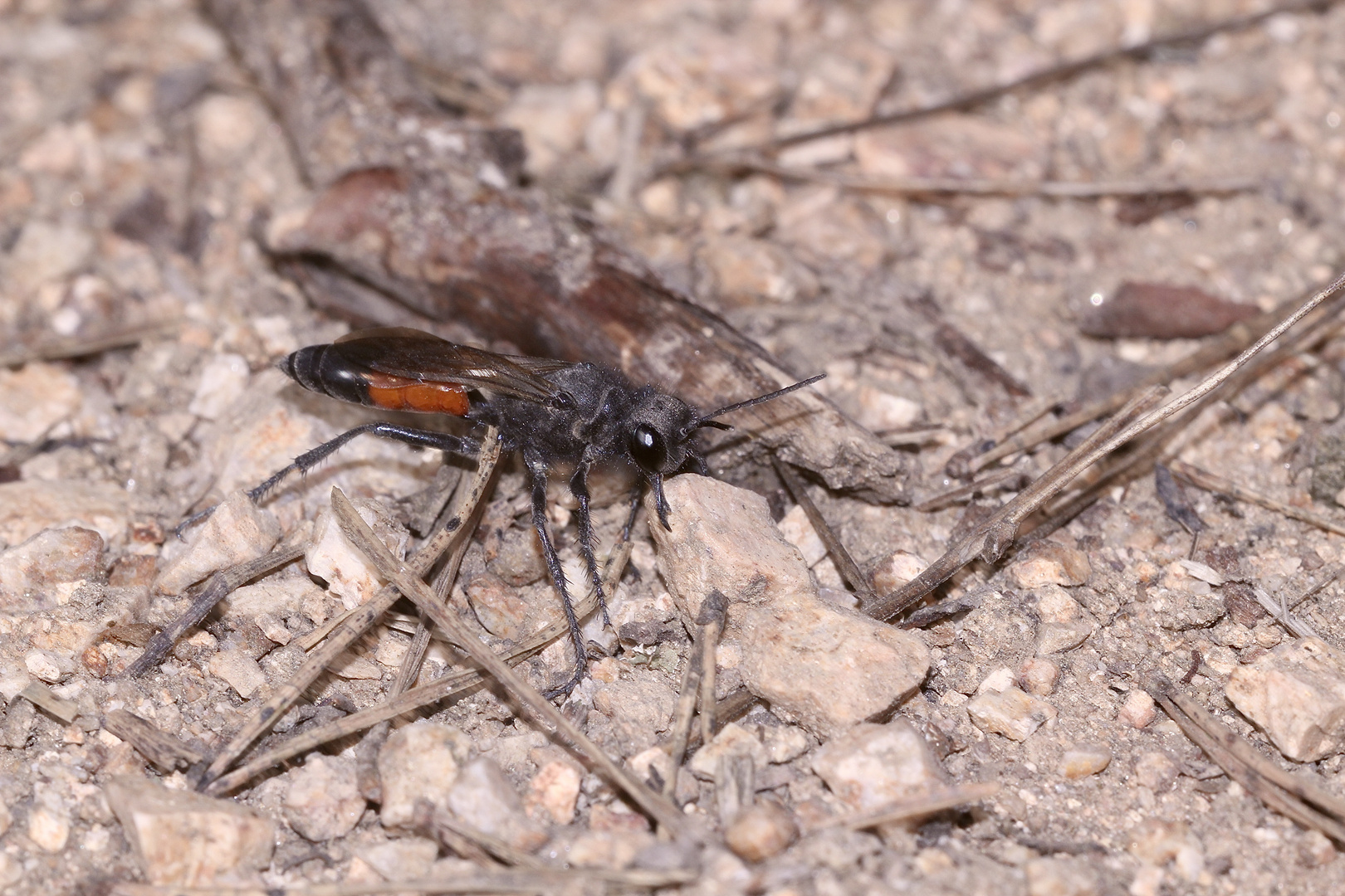 (2) PODALONIA HIRSUTA, ...