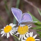 (2) Polyommatus icarus - der Hauhechelbläuling