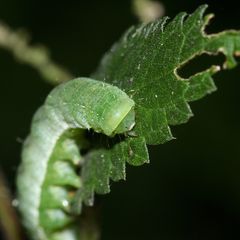 (2) Portrait der Raupe der GELBFLECK-WALDSCHATTENEULE ...