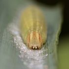 (2) Portrait der Raupe des Schwarzkolbigen Braun-Dickkopffalters (Thymelicus lineola) ...