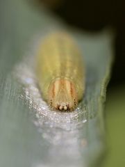 (2) Portrait der Raupe des Schwarzkolbigen Braun-Dickkopffalters (Thymelicus lineola) ...