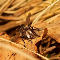 (2) Portrait der Raupenfliege GONIA PICEA (Fam. Tachinidae)