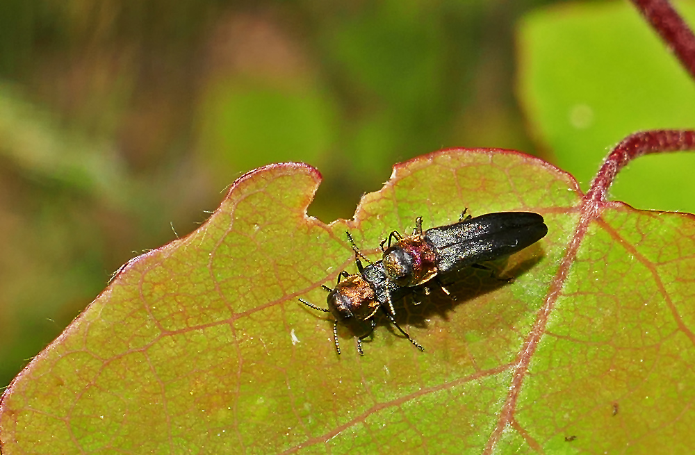 2 Prachtkäfer Foto & Bild | natur, insekten, tiere Bilder auf fotocommunity