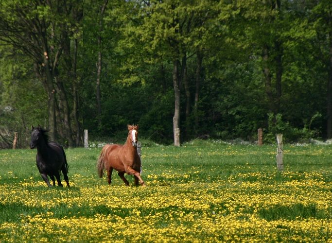 2 PS-Power beim Weideauftrieb