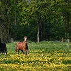 2 PS-Power beim Weideauftrieb