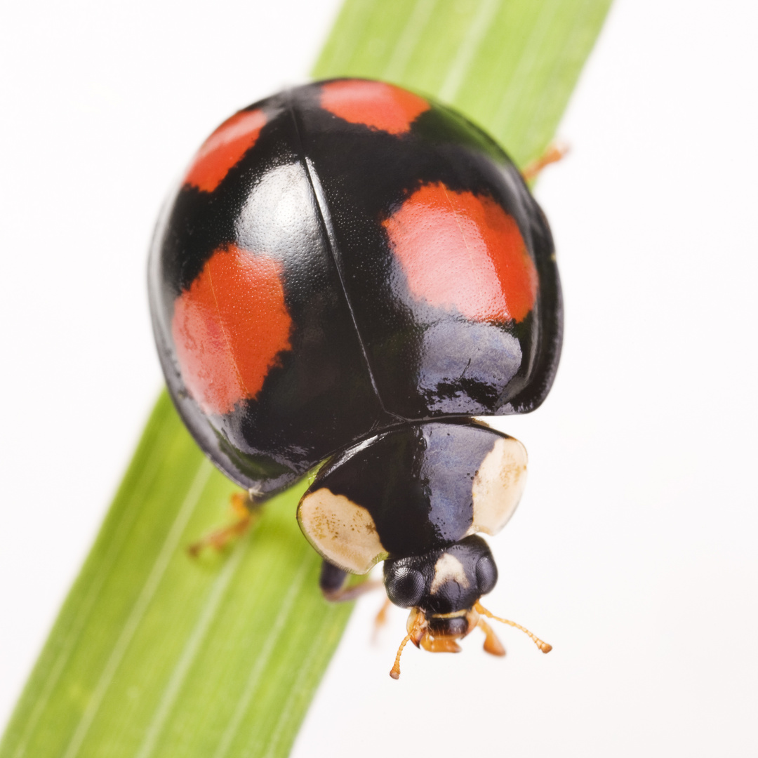 2-Punkt-Marienkäfer (Adalia bipunctata) dunkle Variante - two-spotted lady beetle (Adalia ...