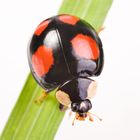 2-Punkt-Marienkäfer (Adalia bipunctata) dunkle Variante - two-spotted lady beetle (Adalia bipunctata