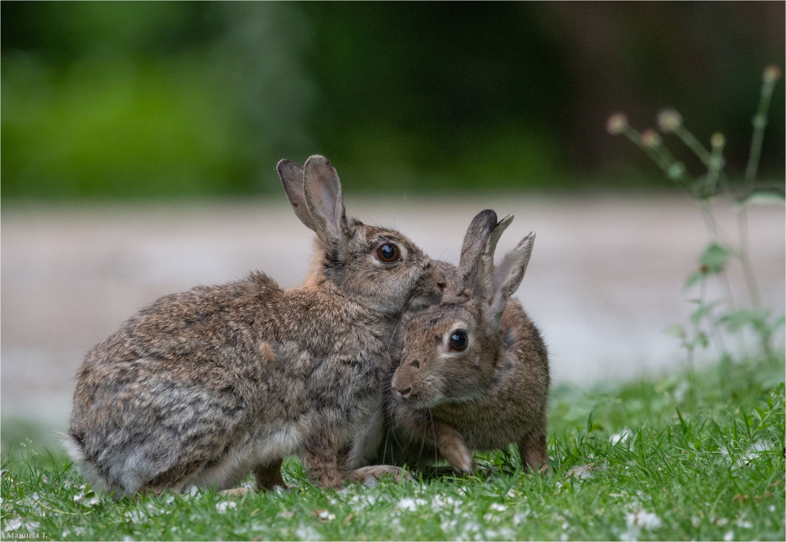 2 rabbits 5 ears