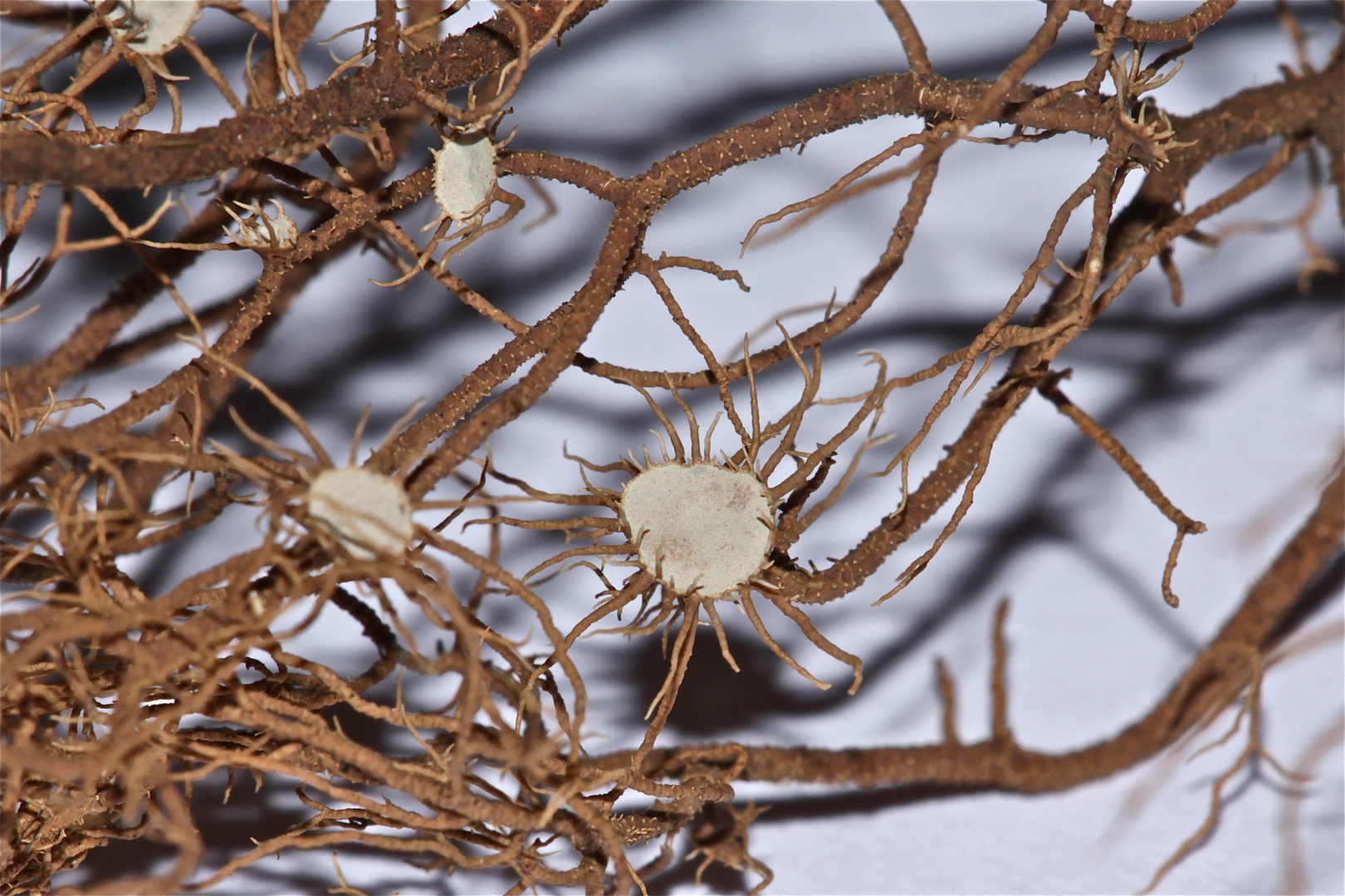 (2) Rätselauflösung "Getrocknetes": Usnea florida, eine Gebirgsflechte . . .