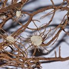 (2) Rätselauflösung "Getrocknetes": Usnea florida, eine Gebirgsflechte . . .