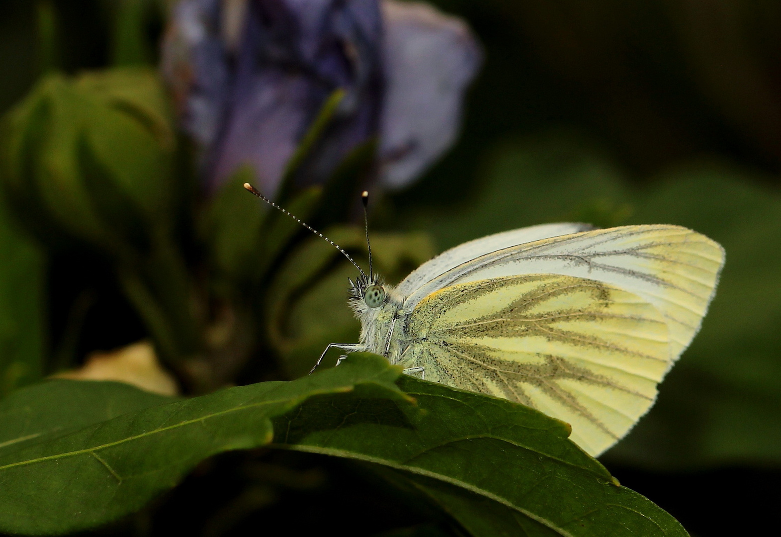 (2) "Rapsweißling" (Pieris napi)