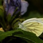 (2) "Rapsweißling" (Pieris napi)