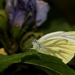 (2) "Rapsweißling" (Pieris napi)