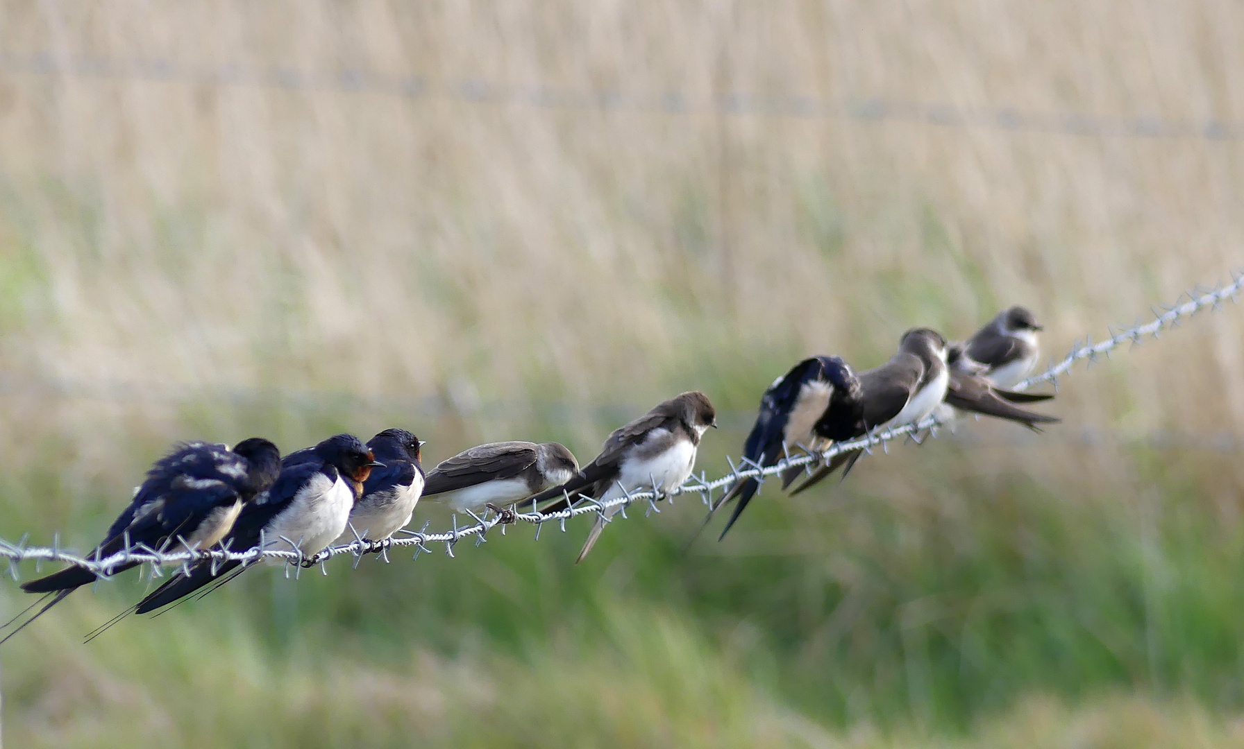 (2) Rauchschwalben (Hirundo rustica)...