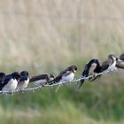 (2) Rauchschwalben (Hirundo rustica)...