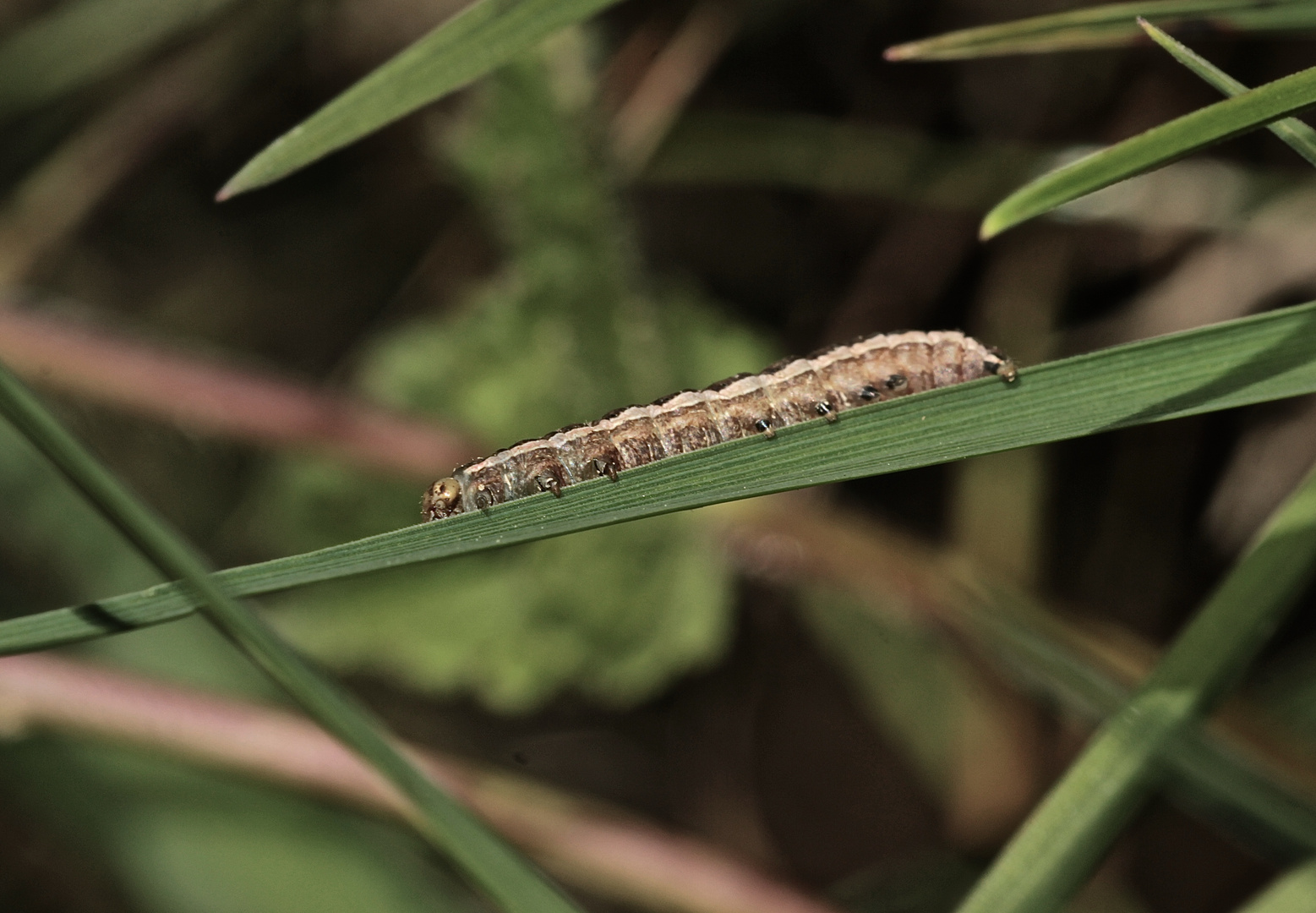 (2) Raupe der Weißgerippten Lolcheule (Tholera decimalis) 