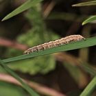 (2) Raupe der Weißgerippten Lolcheule (Tholera decimalis) 