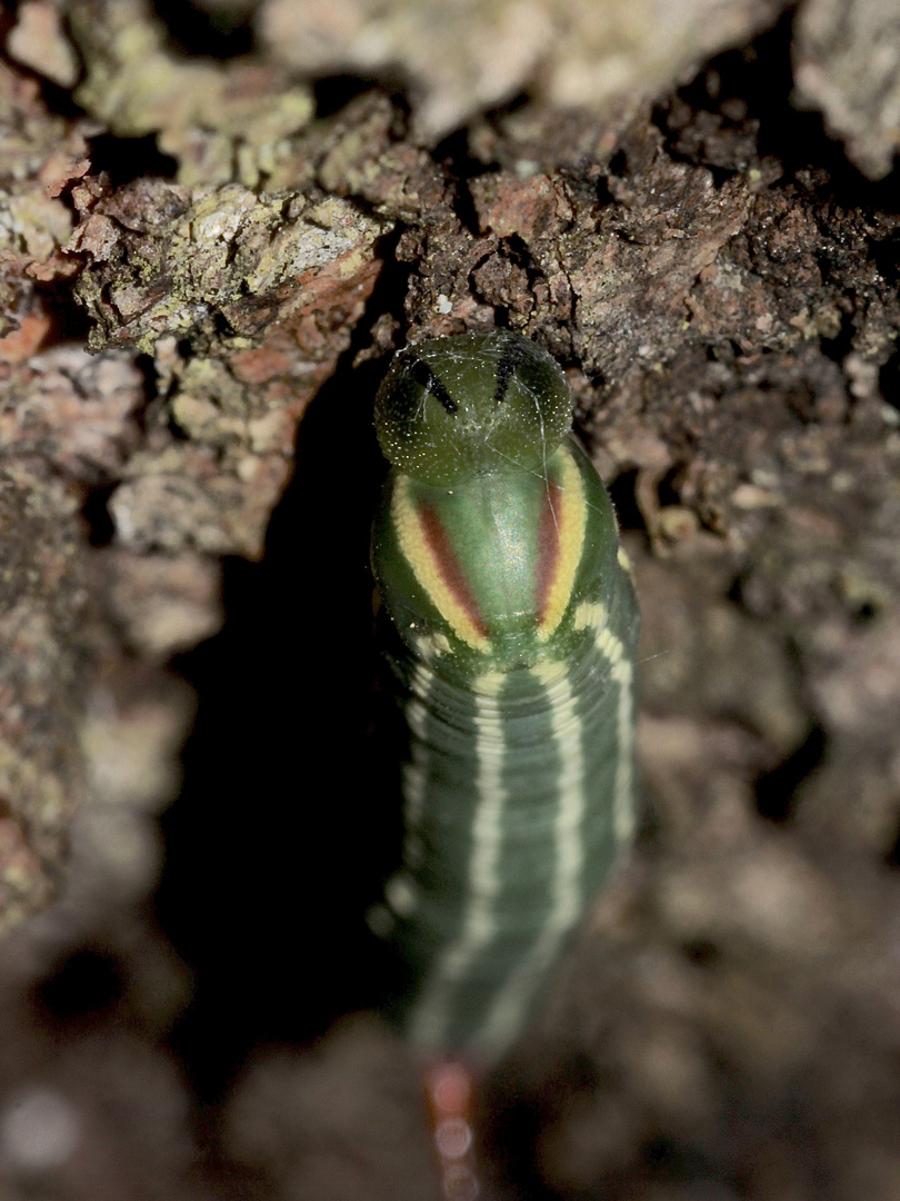 (2) Raupe des Kiefernschwärmers (Sphinx pinastri) - L4