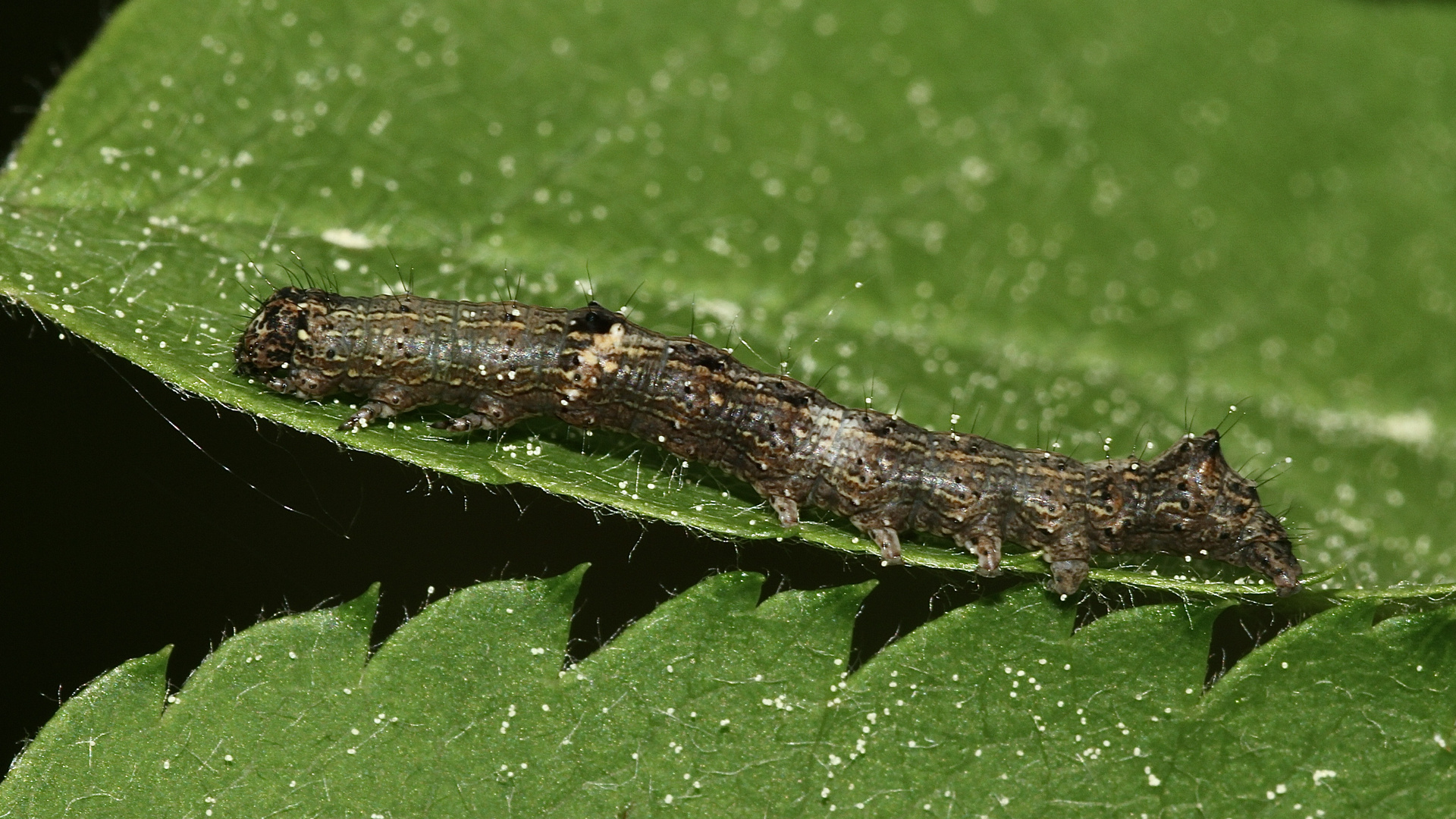 (2) Raupe einer Weißdorneule (Allophyes oxacanthae) ...