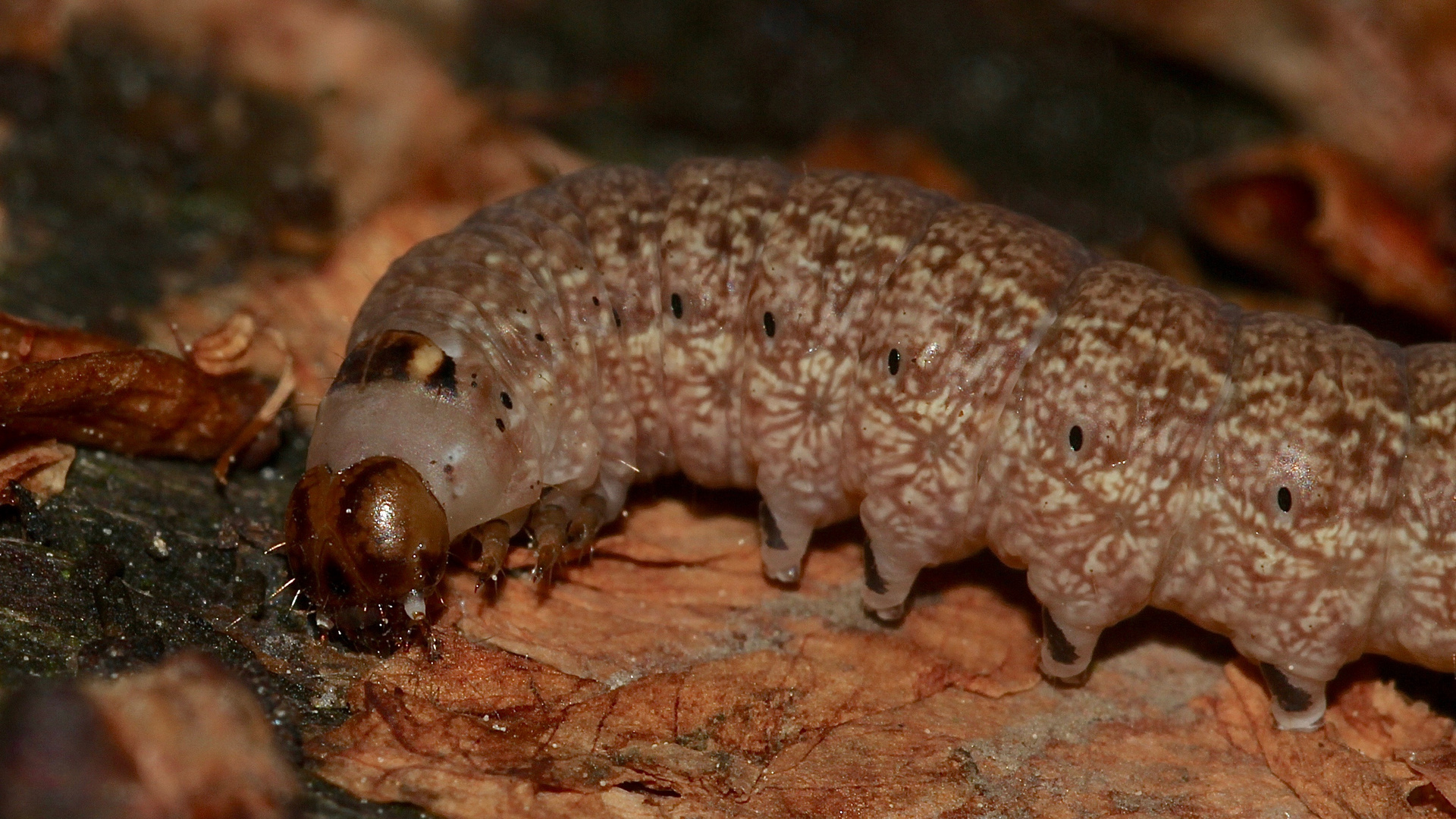 (2) Raupen der Schwarzgefleckten Wintereule = Feldholz-Wintereule (Conistra rubiginosa))