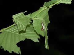 (2) Raupen und eine Puppe des C-Falters (Polygonia c-album)