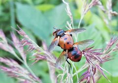 2 Raupenfliegen