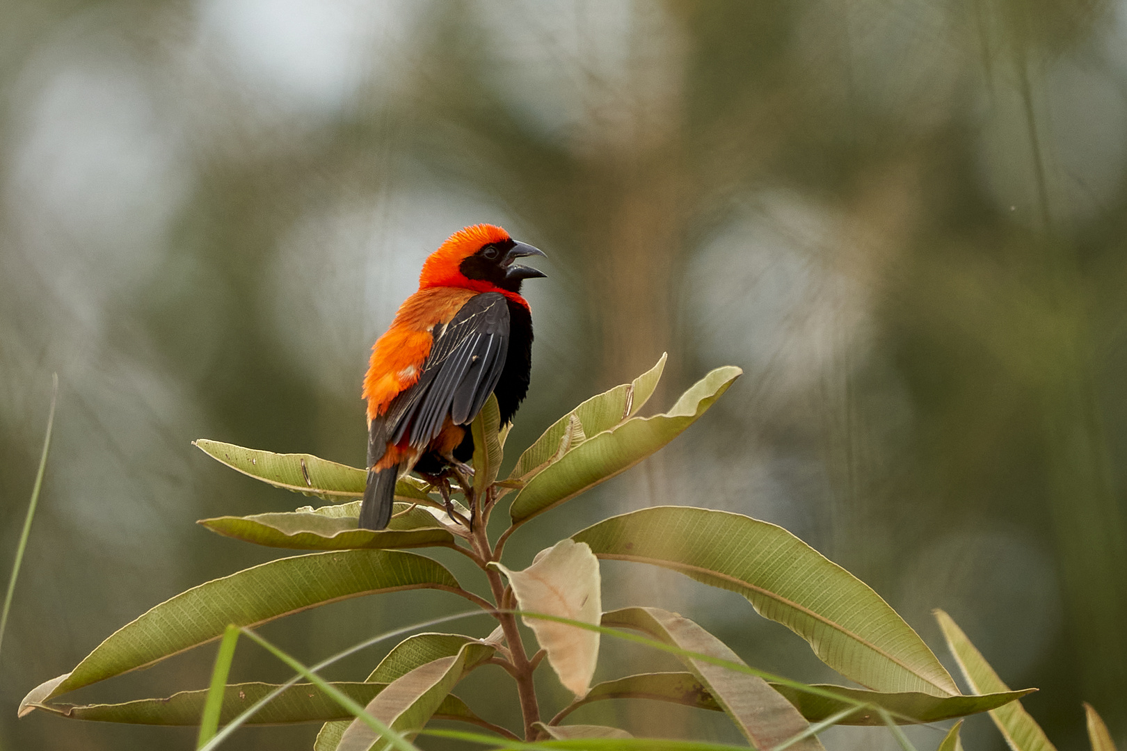 2. Red Bishop oder Oryxweber 