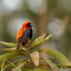 2. Red Bishop oder Oryxweber 