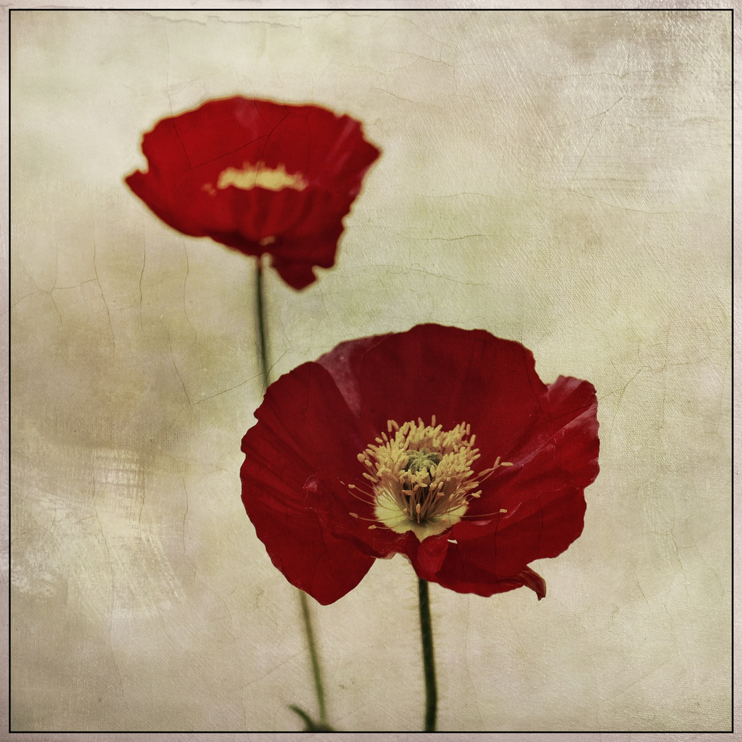 2 red poppies