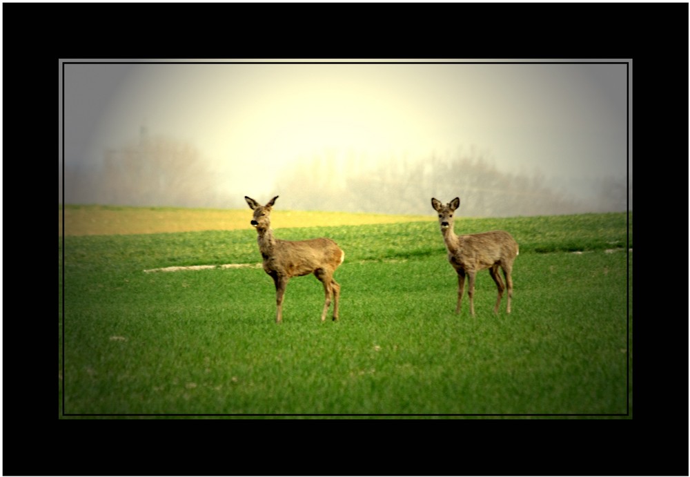 2 Rehe