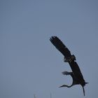 2 Reier im Flug die zusammenstoßen