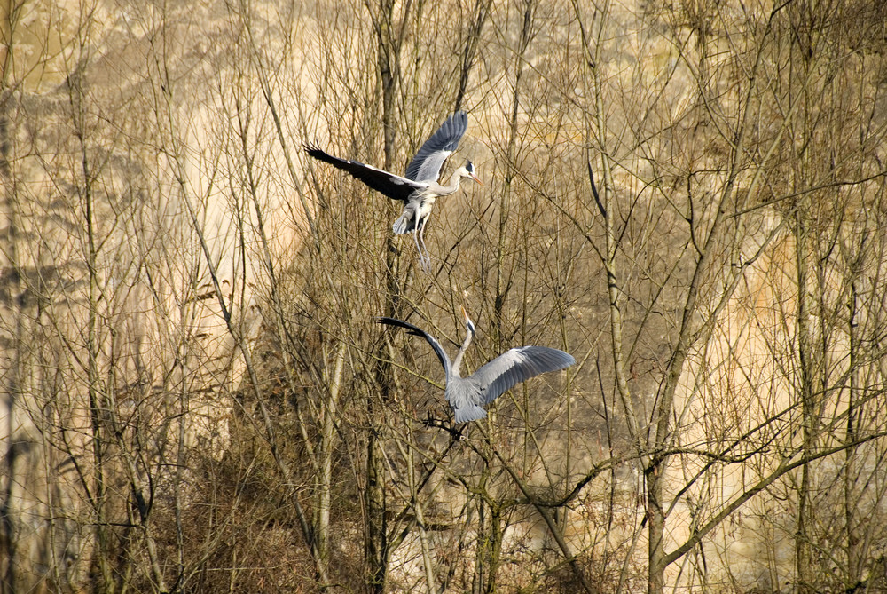 2 Reiher im Streit