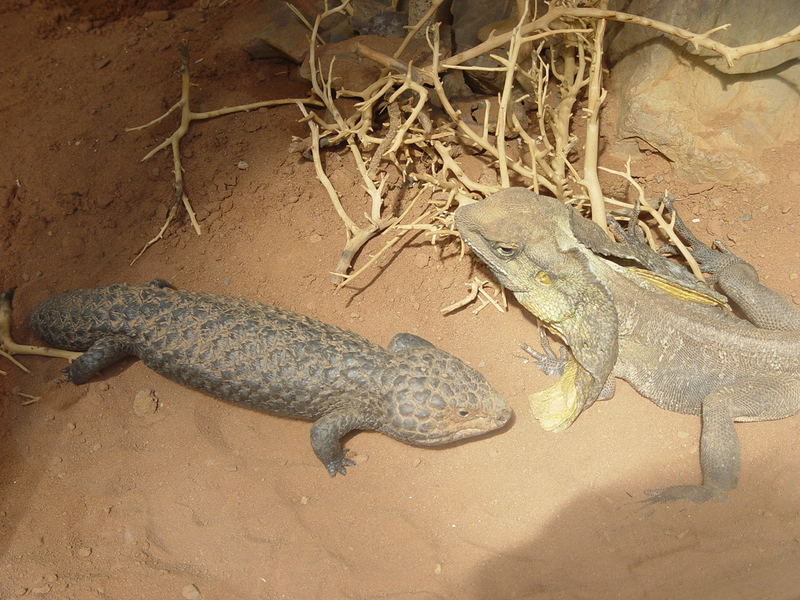 2 Reptilien im TERRA-ZOO