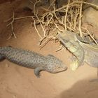 2 Reptilien im TERRA-ZOO