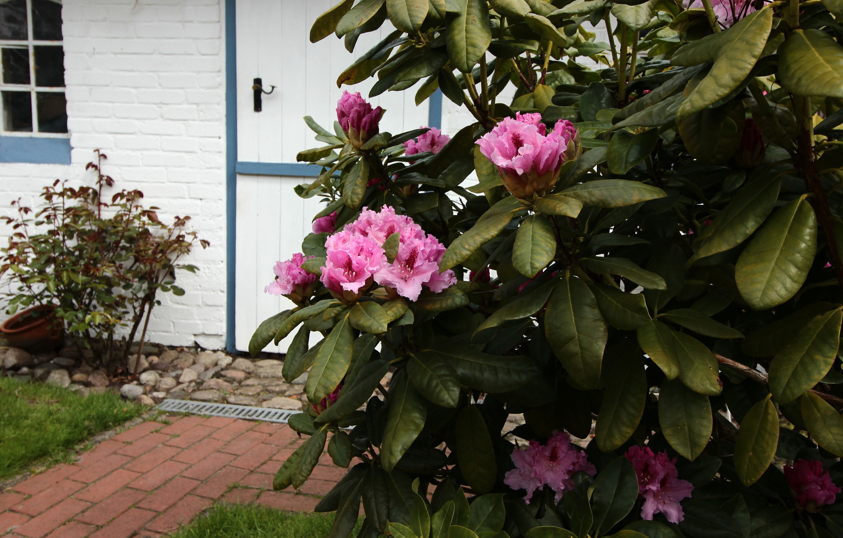 (2) Rhododendron...