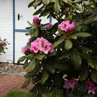 (2) Rhododendron...