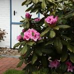 (2) Rhododendron...