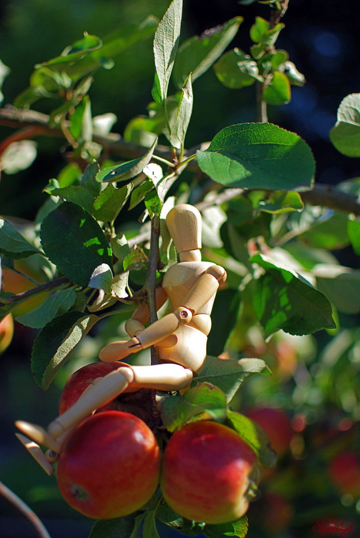 #2 Ritt auf dem Apfel