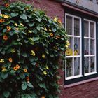 2. Rollfilmkameratreffen Nord Lüneburg Blumen vor Haus