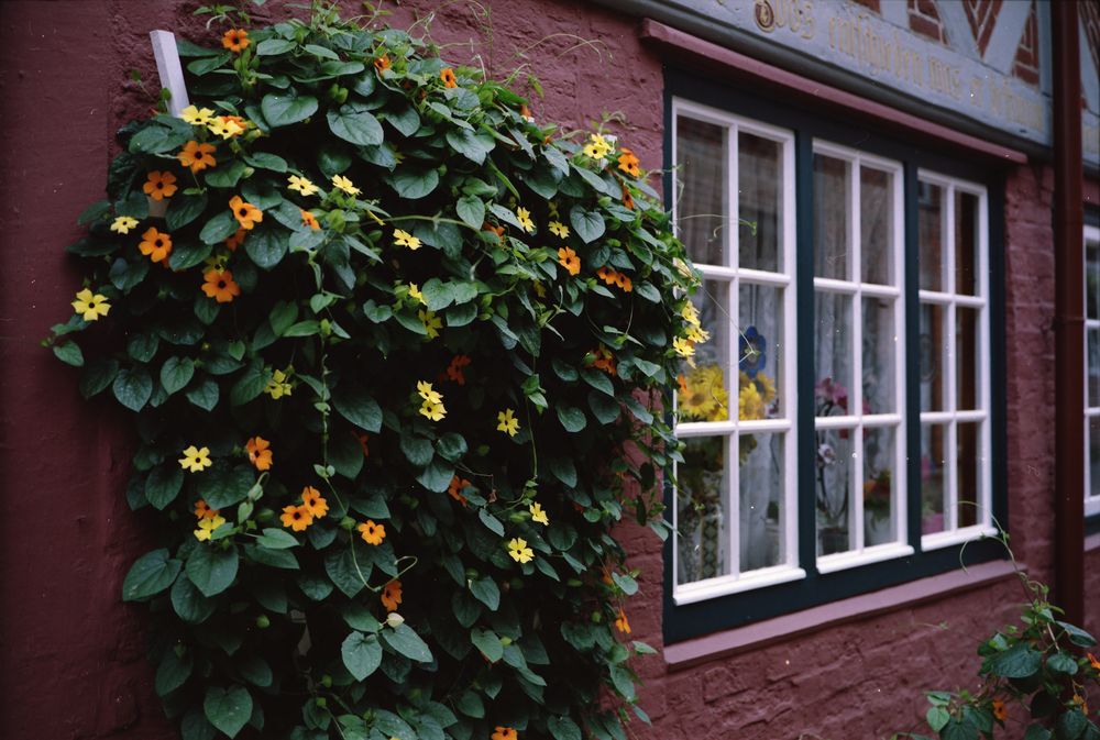 2. Rollfilmkameratreffen Nord Lüneburg Blumen vor Haus