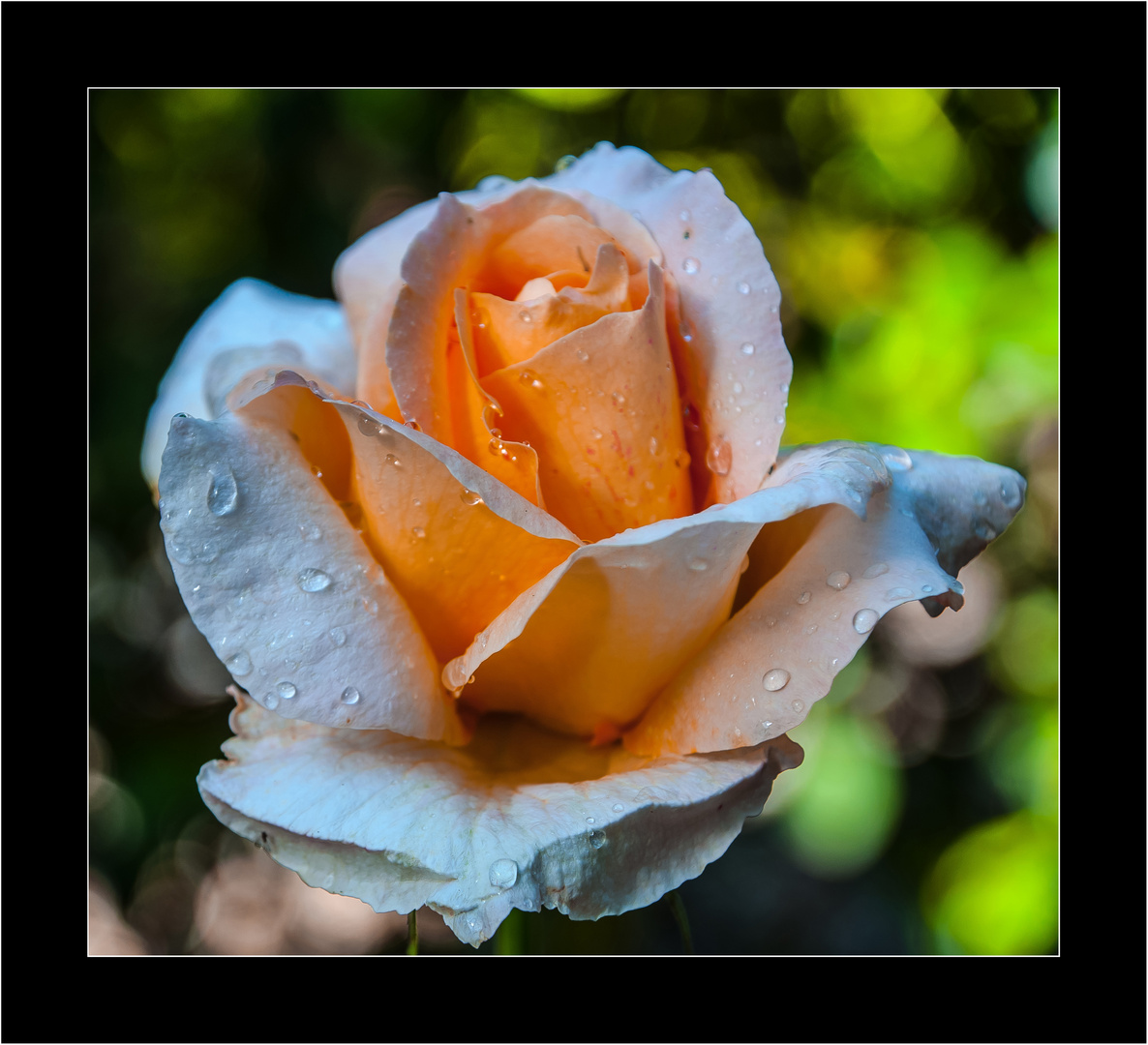 2 Rosa del mio giardino dopo la pioggia