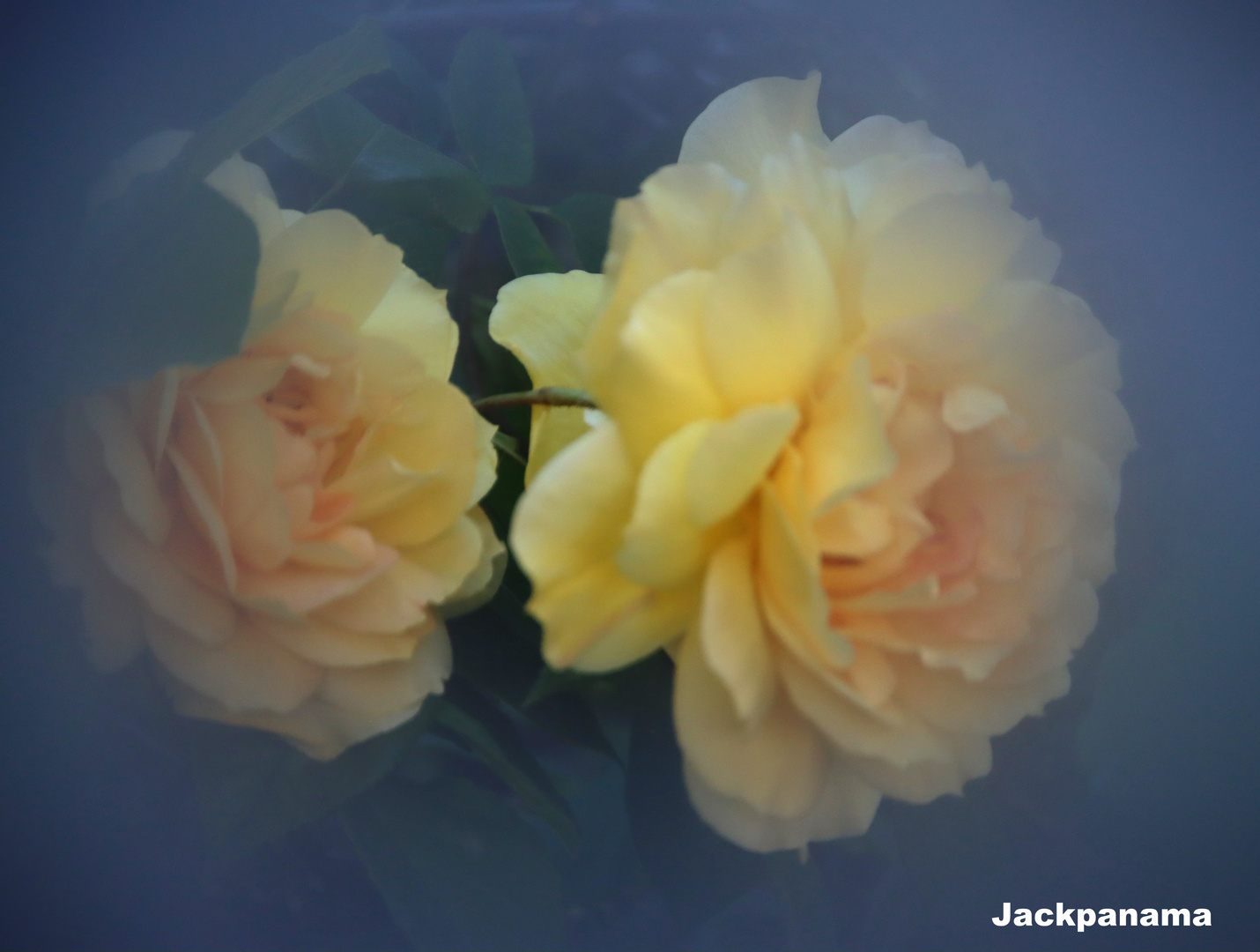 2 Rosen (Lichtspielerei)
