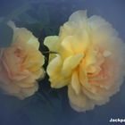 2 Rosen (Lichtspielerei)