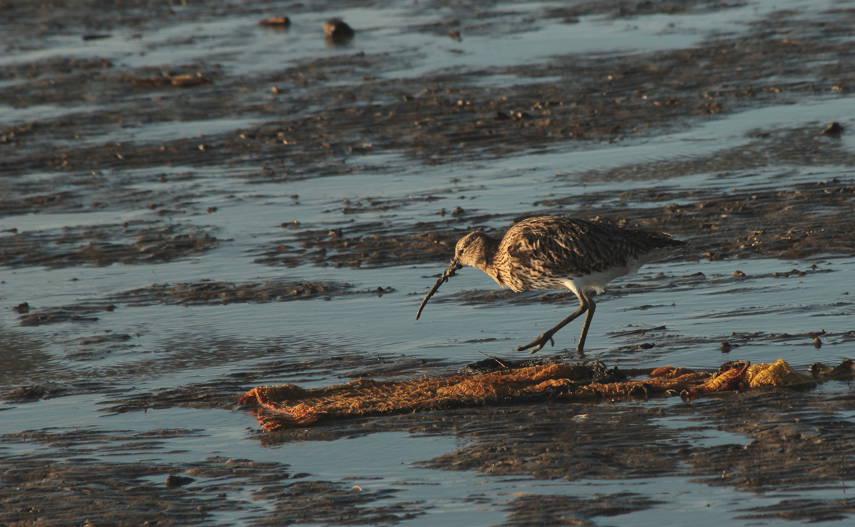 (2) Rostbrachvogel