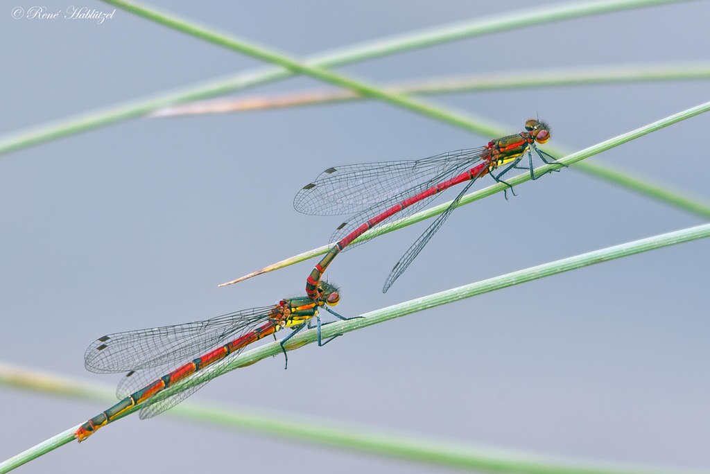 2 rote Libellen bei der Paarung