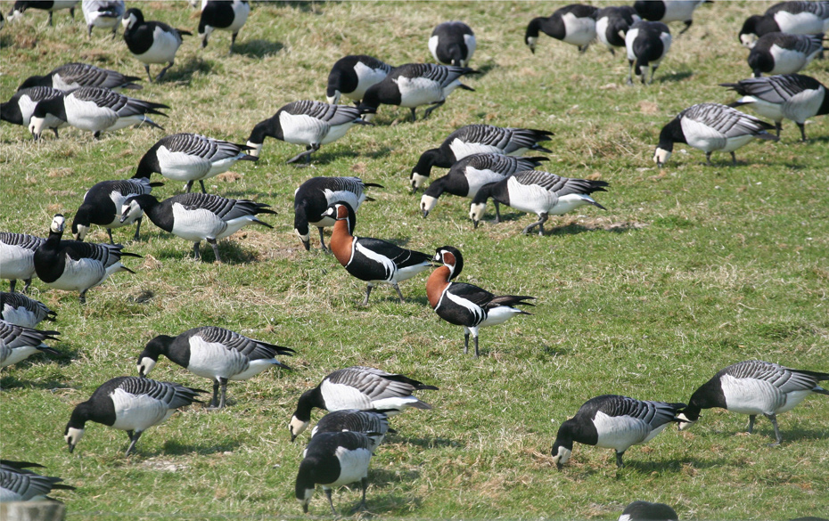 2 Rothäute unter vielen, vielen Bleichgesichtern