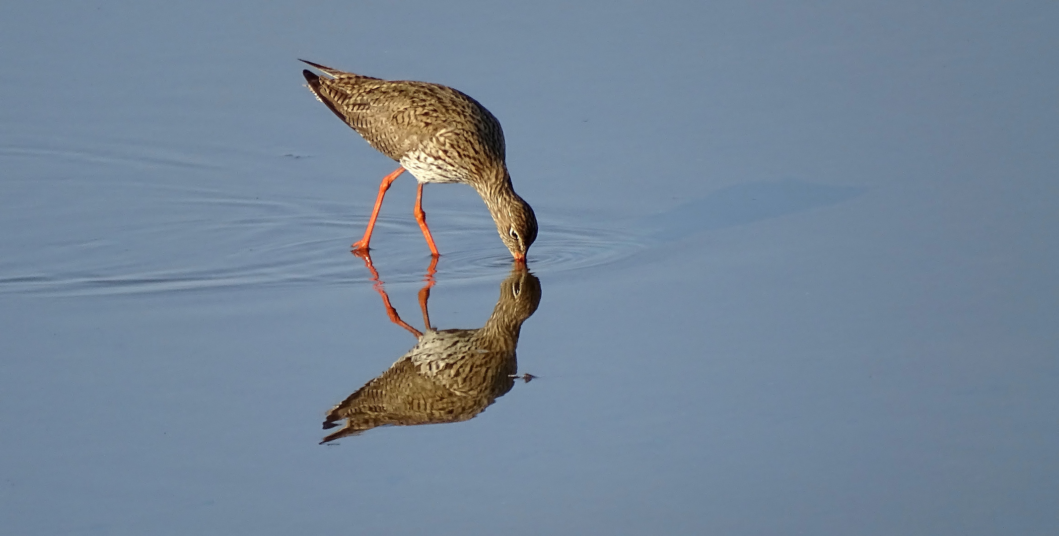 (2) Rotschenkel (Tringa totanus) ...